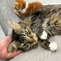 Photo of Mumma Maple  **2nd Chance Cat Rescue **