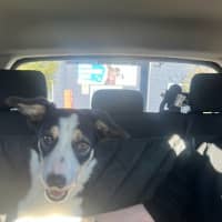 Photo of Bella