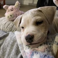 Photo of Andy   7 Week Old Staffy X (Trial)