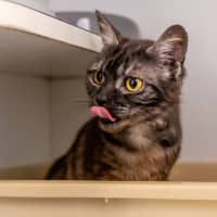 Photo of Pretty Woman