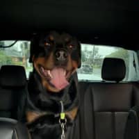 Photo of Bear