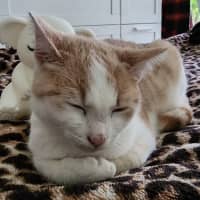 Photo of Nigella   Located In Bundoora