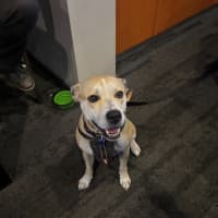 Photo of Hugo   4 Year Old Staffy X