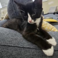 Photo of Puddin   12 Week Old Domestic Shorthair