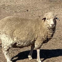 Photo of Family Flock