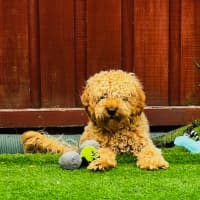 Photo of Cosmo Newhaven