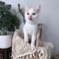 Photo of Peaches 🪷