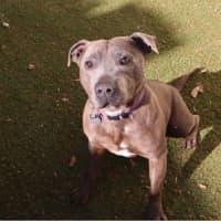 Photo of Shiloh