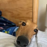 Photo of Arnold, The Greyhound