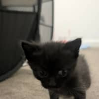 Photo of Loganberry