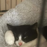 Photo of Houdini