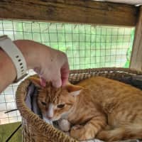 Photo of Marmalade