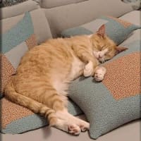 Photo of Lady Daphne* 9 Lives Project Rescue*