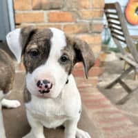 Photo of Nibbler