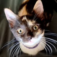 Photo of Buttercup 🧡🍭