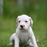 Photo of Hamish