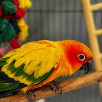 Photo of Skittles