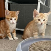 Photo of Macaroni Kitten