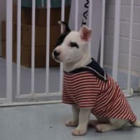 Photo of Patch 