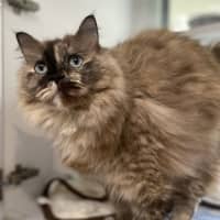 Photo of Hera