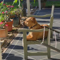 Photo of Rosie