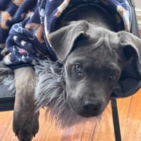 Photo of Enza