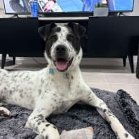 Photo of Freckles