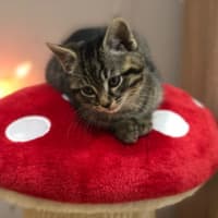 Photo of Toulouse   2 Month Old Domestic Short Hair (Trial)