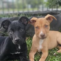 Photo of Tetra