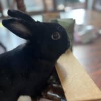 Photo of Smol Jr