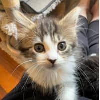 Photo of Fifi