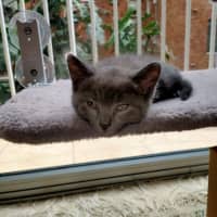 Photo of Pebbles