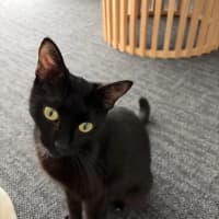 Photo of Ruby