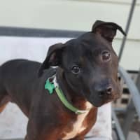 Photo of Jetta