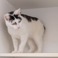 Photo of Pepe Le Pew