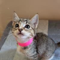 Photo of Althea