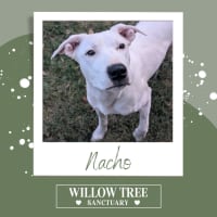 Photo of Nacho