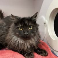 Photo of Munchkin