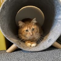 Photo of Ninja