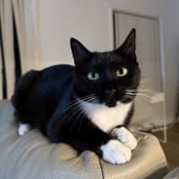 Photo of Miss Mog