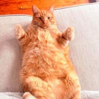 Photo of Bockwinkle 