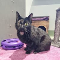 Photo of Dread Pirate Roberts