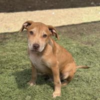 Photo of Tip (Tippy)