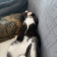 Photo of Fig