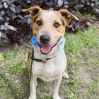 Photo of Zak *$150 Adoption Fee*