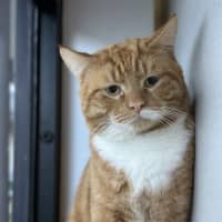 Photo of Sully 