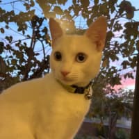 Photo of Caju* 9 Lives Rescue*💛