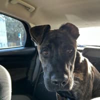 Photo of Caesar   1 Year Old Mastiff X