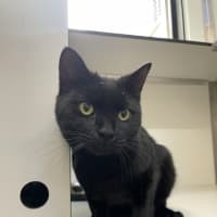 Photo of Midnight