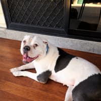 Photo of Sunny